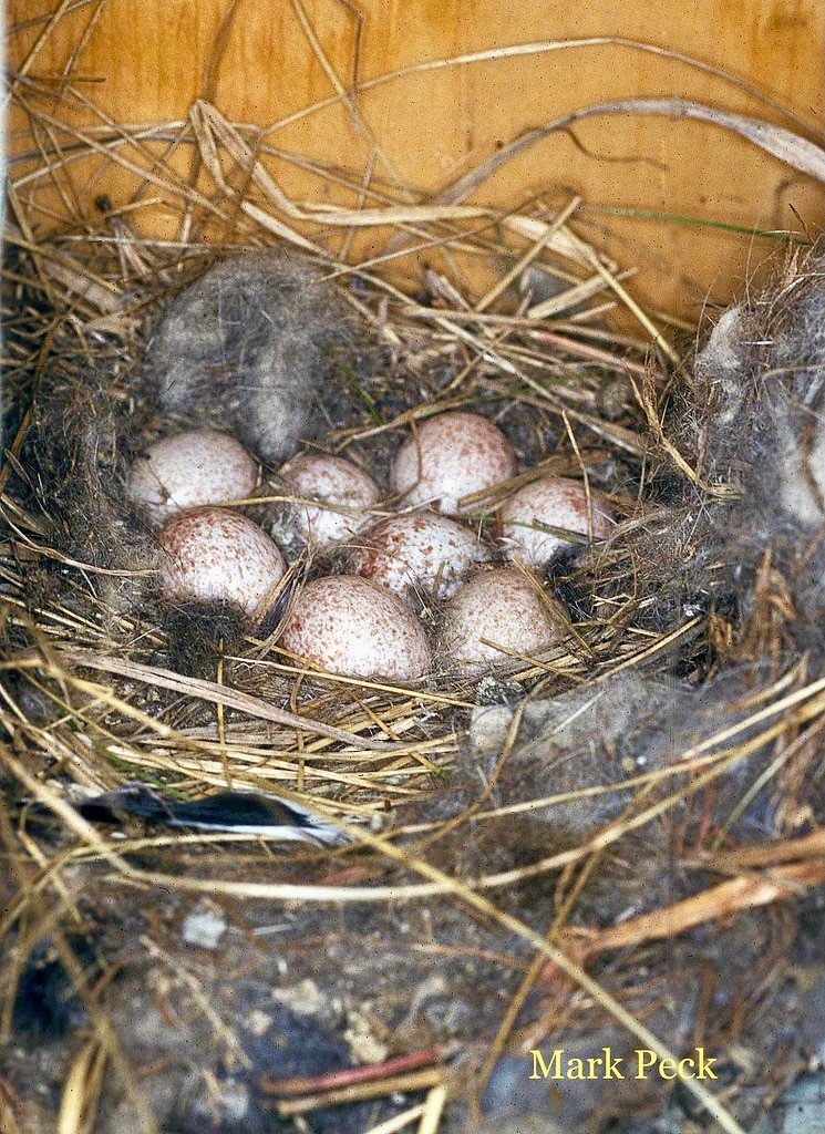 White-breasted Nuthatch by Mark Peck Bird Photography is licensed under CC BY-NC-SA 2.0.